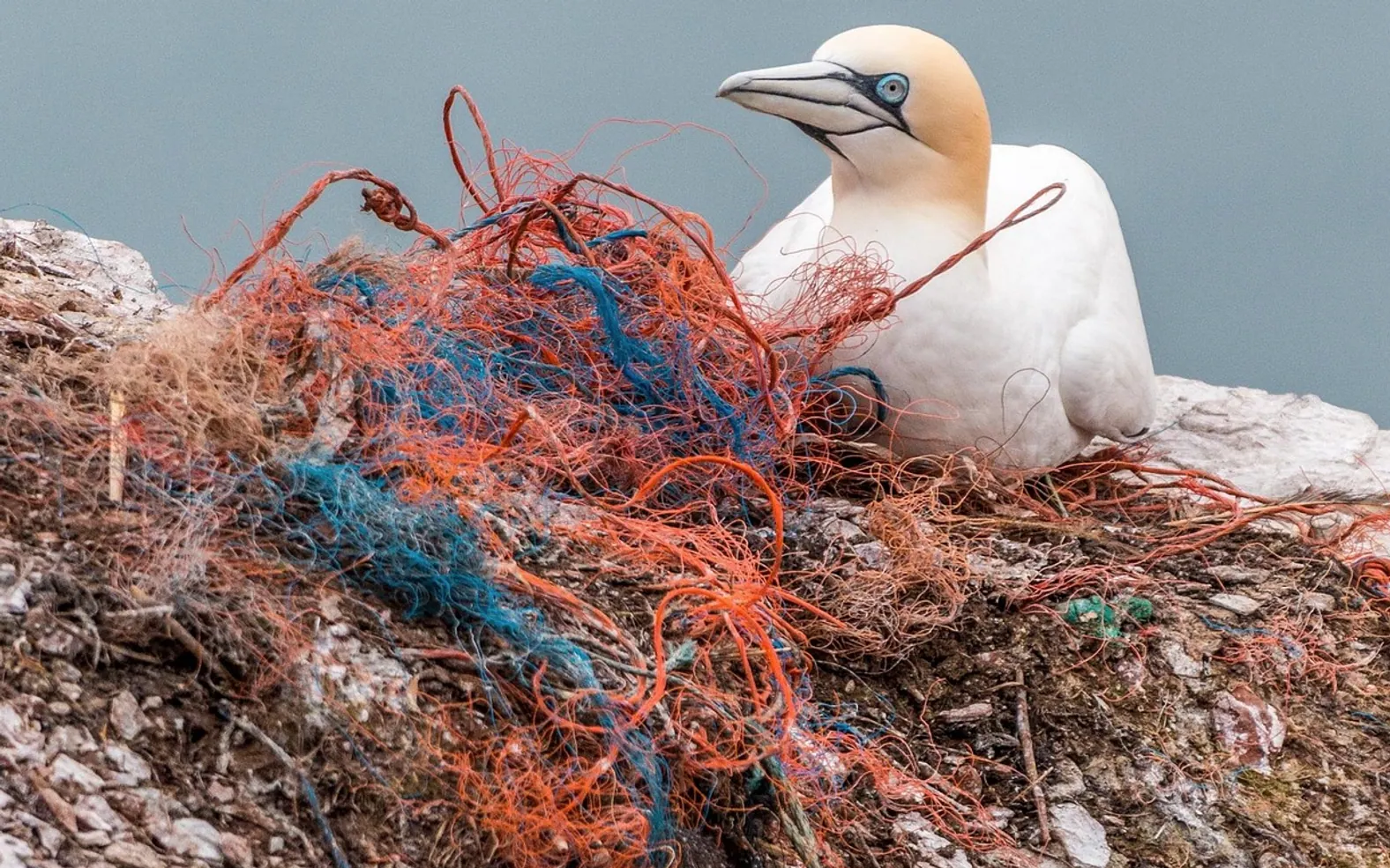 Safety net, spirit network and plastic waste