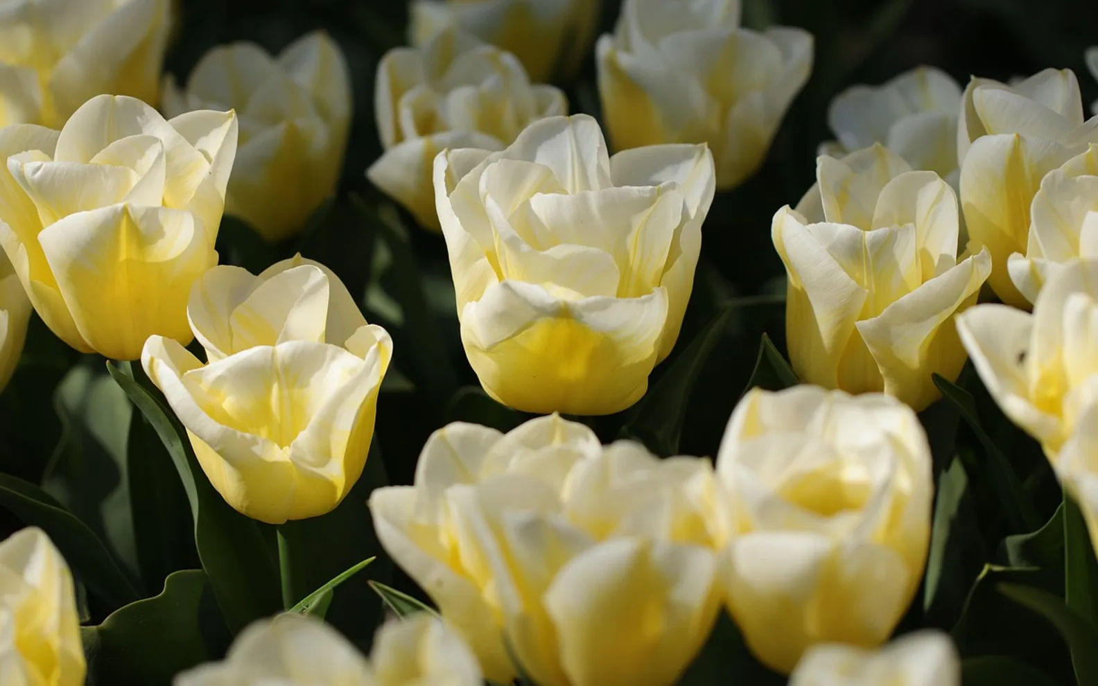Flowers, tulips and flower buds