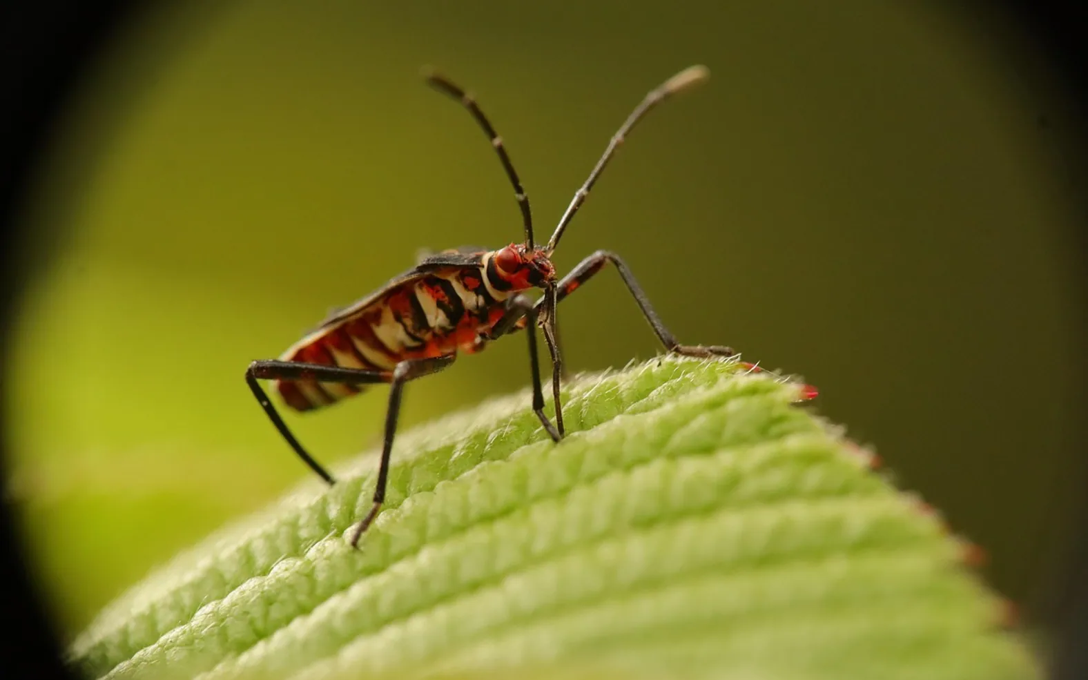 Insect, nature and bug