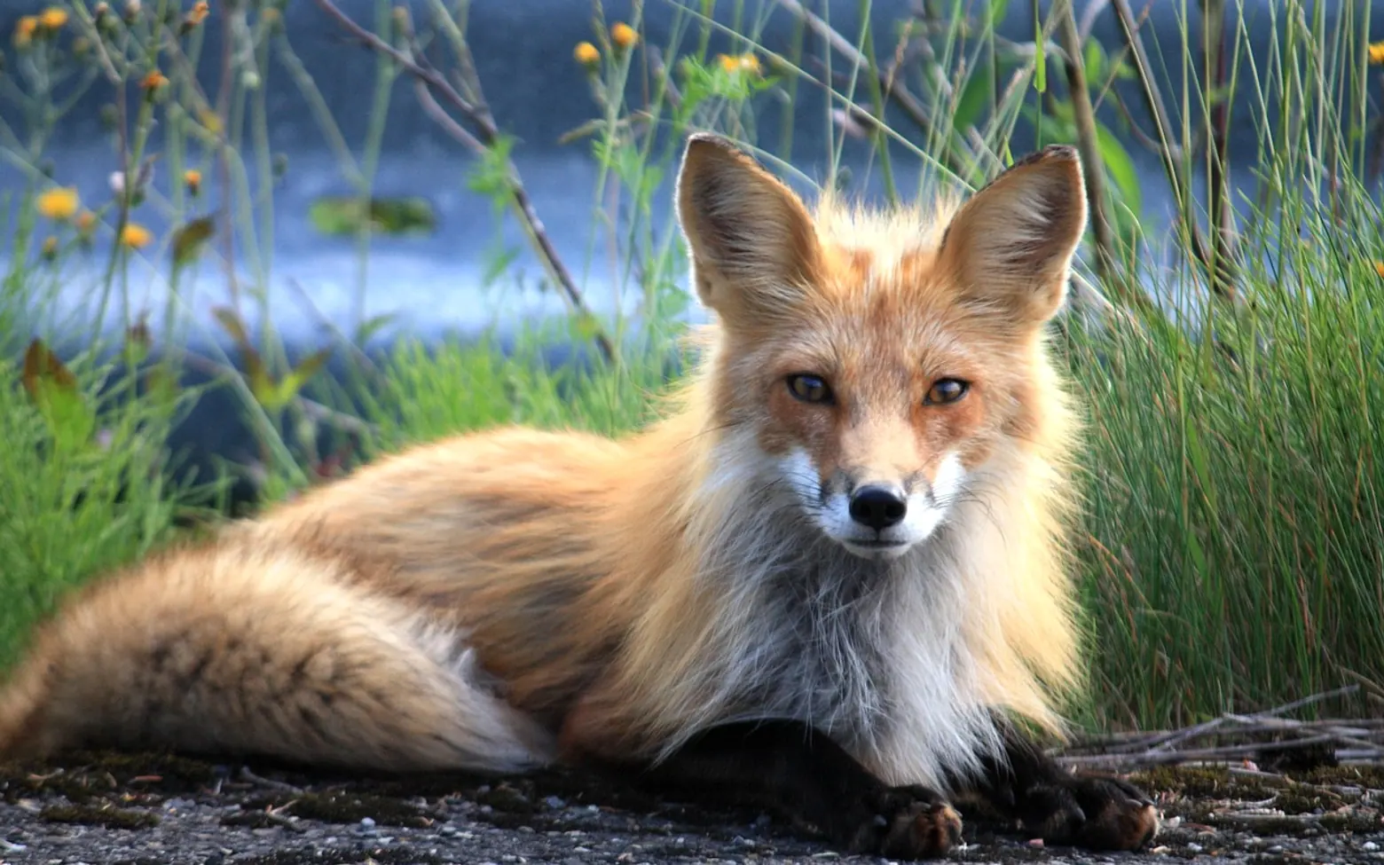Fox, canada and perce